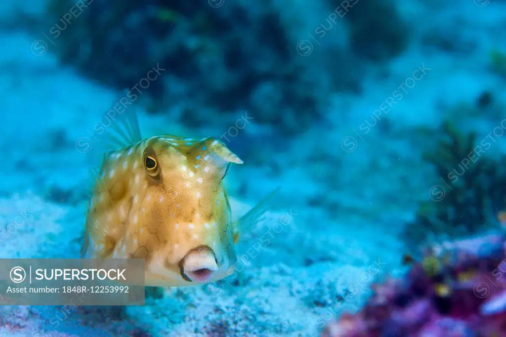 Longhorn Cowfish (Lactoria cornuta), Philippines