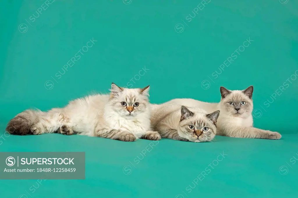 British Longhair and Shorthair Cats