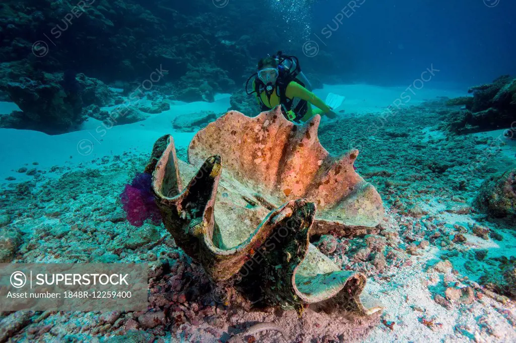 Diver looking at a dead Maxima Clam or Small Giant Clam (Tridacna maxima), Palau