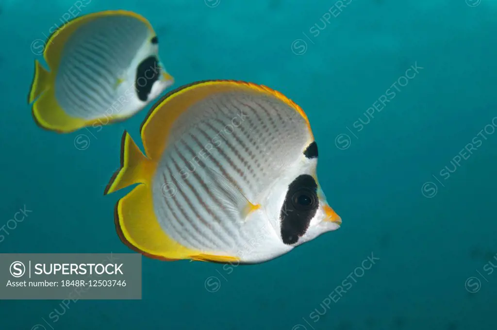 Philippine Butterflyfish (Chaetodon adiergastos), two, Bali, Indonesia