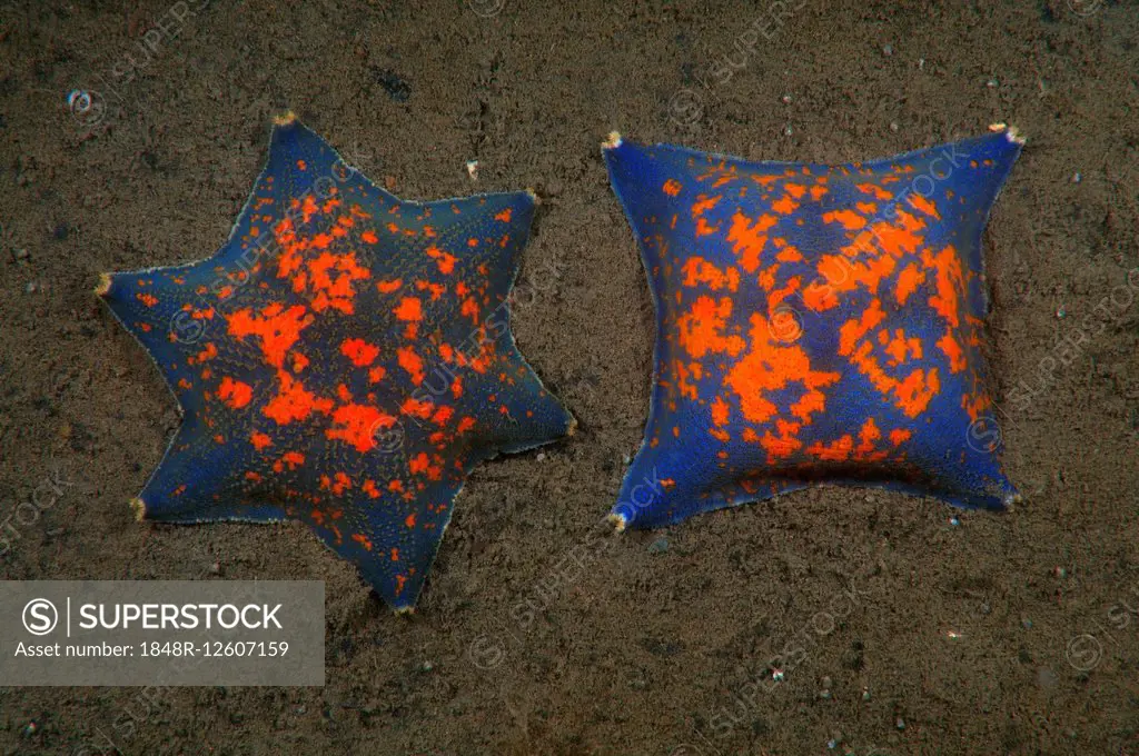 Two genetic mutations of Blue Bat Star (Patiria pectinifera) with four rays and six rays instead of five, Sea of Japan, Primorsky Krai, Russia