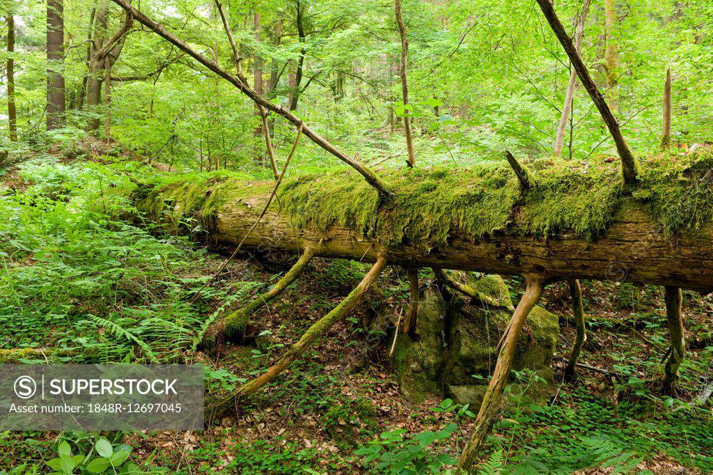 Deadwood, Norway Spruce (Picea abies), Vessertal-Thuringian Forest ...