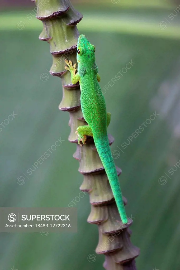 Green day gecko (Phelsuma), La Digue Island, Seychelles