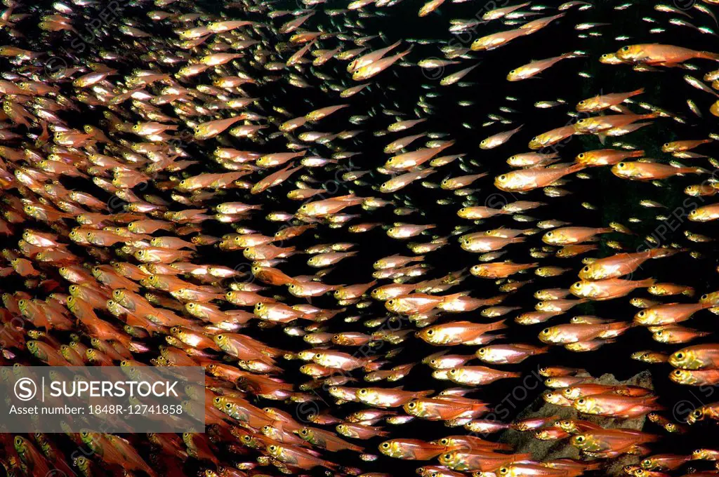 Giannis D. shipwreck, Red Sea, Sharm El Sheikh, Egypt