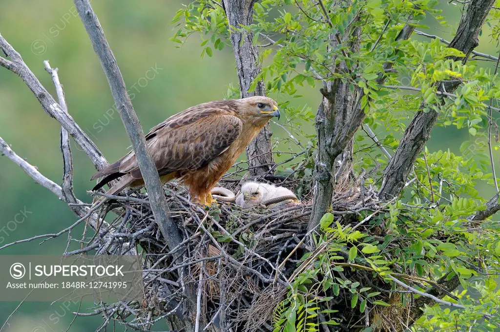 Long-legged buzzard (Buteo rufinus), female and fledgling in nest with captured large whip snake (Dolichophis jugular), Pleven Province, Bulgaria