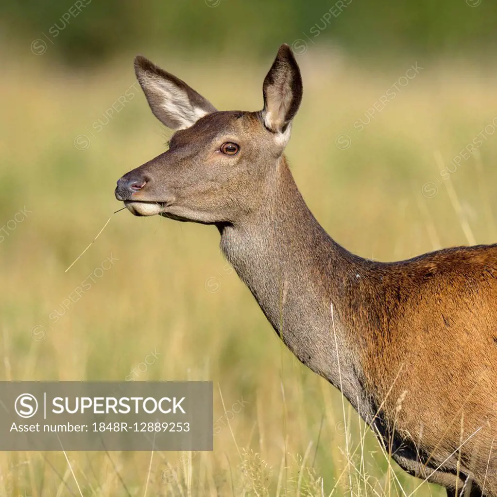 Red deer (Cervus elaphus), doe, adult, portrait, Zealand, Denmark