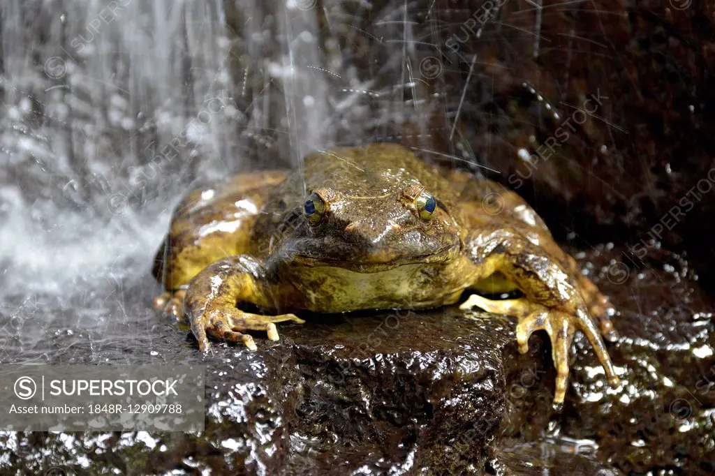 Goliath frog (Conraua goliath) under a waterfall, largest frog in the world, Mangamba in Nkongsamba, Littoral Province, Cameroon