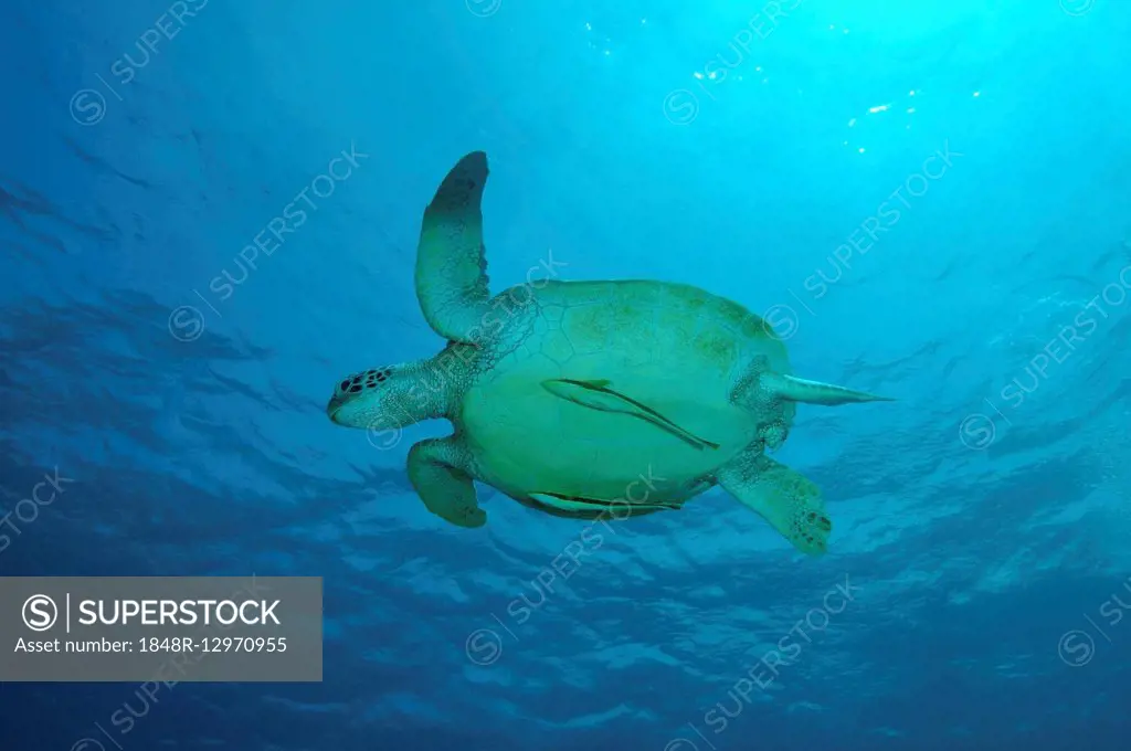 Green Sea Turtle, also Green Turtle, Black Sea Turtle, or Pacific Green Turtle (Chelonia mydas), Bohol Sea, Philippines