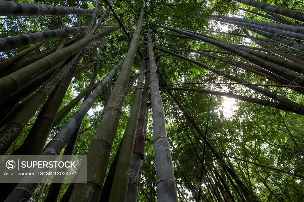 Giant bamboo (Dendrocalamus giganteus), bamboo grove in the botanical garden Jardin de Mascarin, near Saint Leu, Réunion