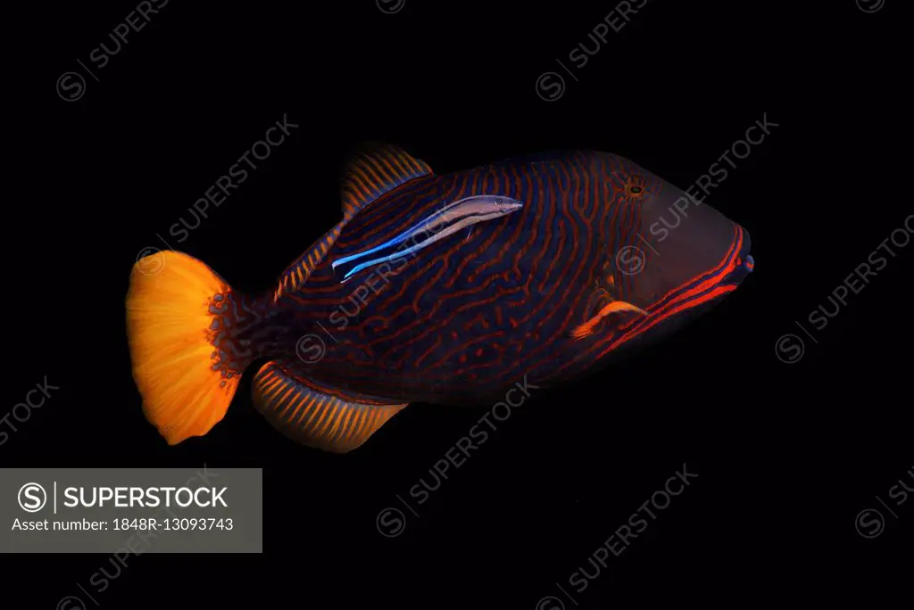 Orange-lined triggerfish, Orange striped triggerfish or Orangestripe triggerfish (Balistapus undulatus) and Bluestreak cleaner wrasse (Labroides dimid...