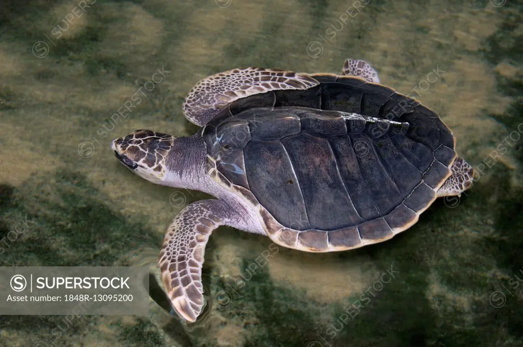 Young Pacific Ridley Sea Turtle, Olive Ridley Sea Turtle or Olive Ridely (Lepidochelys olivacea) swimming in the shallow waters, Indian Ocean, Hikkadu...