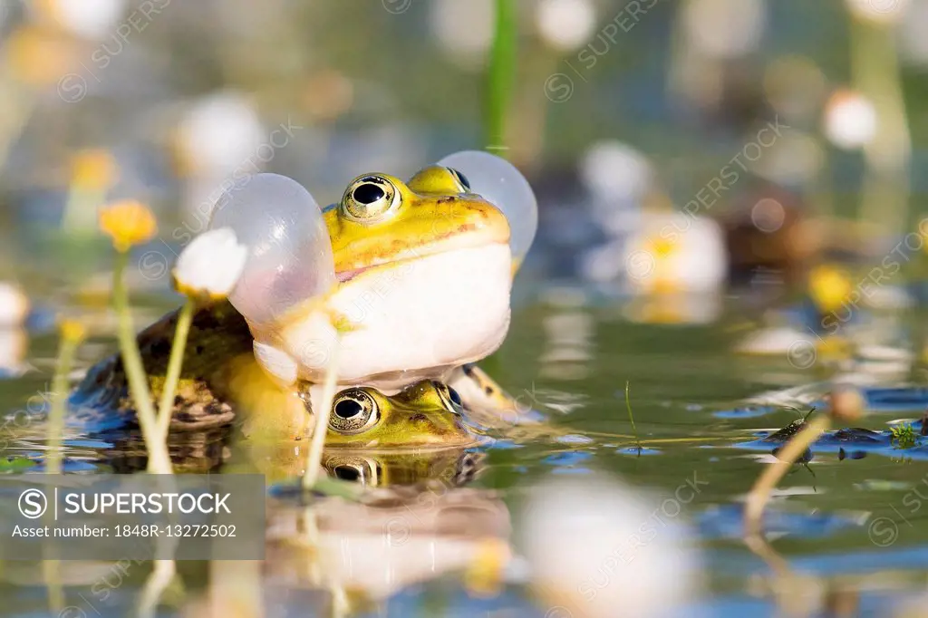 Edible frogs (Pelophylax esculentus) in water, mating, vocal sac, white water-crowfoot (Ranunculus aquatilis), Hesse, Germany