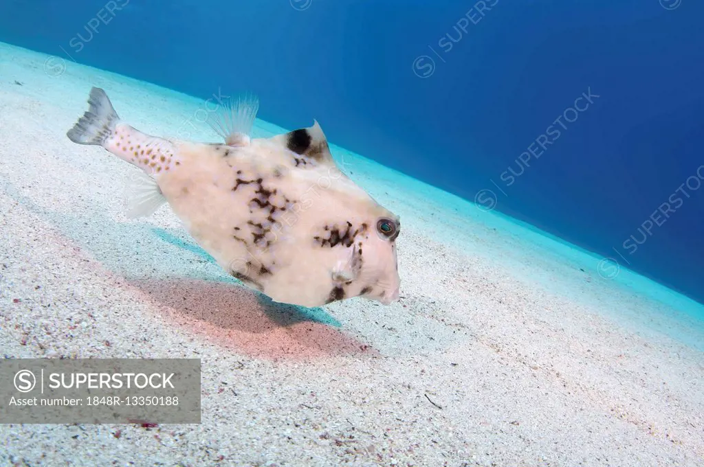 Humpback turretfish, helmet cowfish, camel cowfish or thornbacked boxfish (Tetrosomus gibbosus) swims over a sandy bottom, Red Sea, Egypt, Africa, Red...