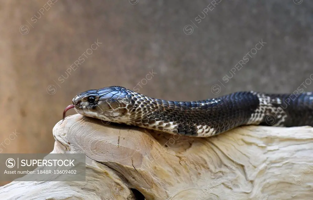 Indian cobra (Naja naja) flicking tongue, captive