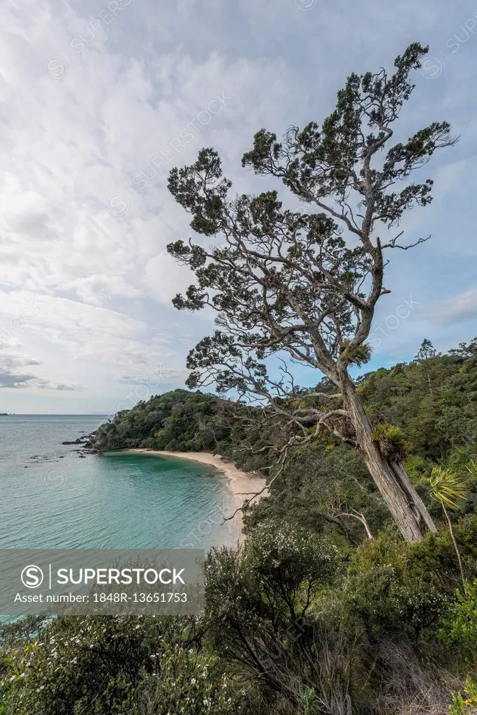 Beach, bay, Whale Bay, Northland, North Island, New Zealand