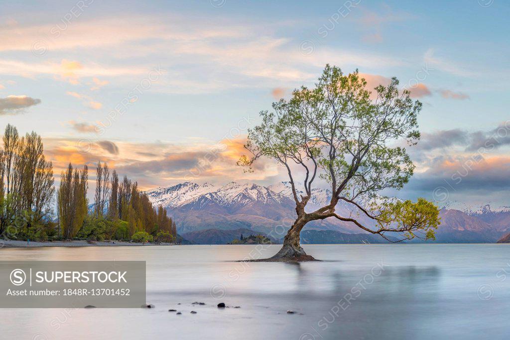 Sunrise, single tree SuperStock Bay, - Wanaka, water, Lake Wanaka New in Zealand Otago, standing The Roys Southland, Tree