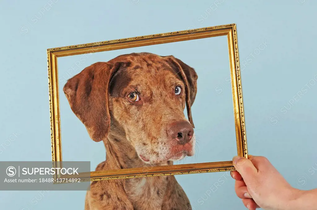 Catahoula Leopard Dog, red merle, looking through picture frame