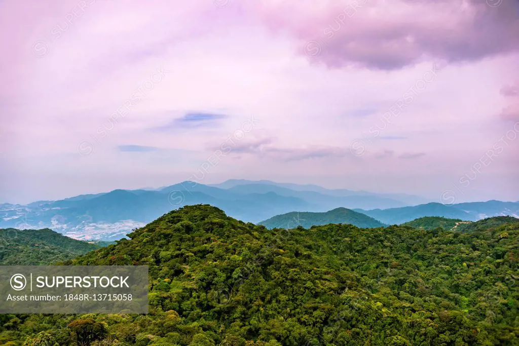 View over the Mossy Forest, forest, cloud forest, fog Rainforest, Cameron Highlands, Tanah Tinggi Cameron, Tanah Rata, Pahang, Malaysia