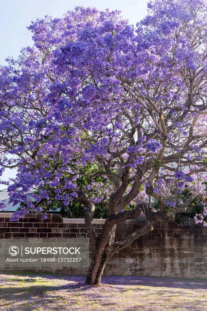 Flowering Blue Jacaranda (Jacaranda mimosifolia), Sydney, New South Wales, Australia