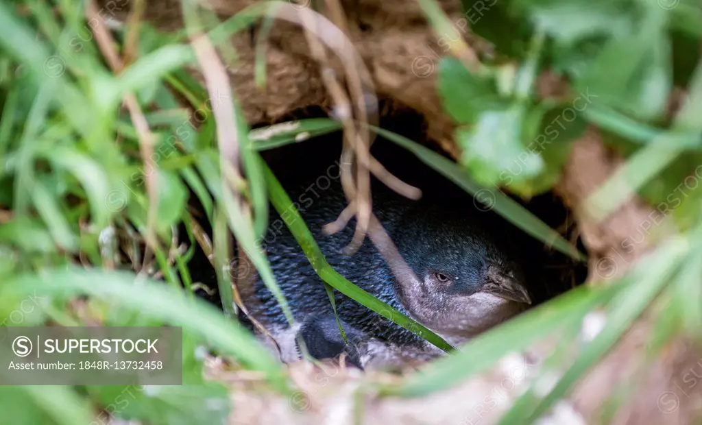 Young Little Blue Penguin (Eudyptula minor) lying in a nesting hole, Dunedin, Otago Peninsula, Southland, New Zealand