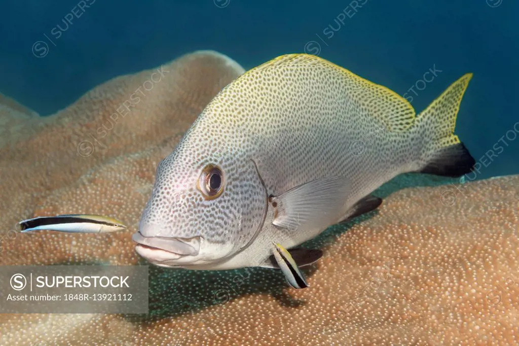 Blackfin slatey (Diagramma melanacrum) with plover wrasse (Labroides dimidiatus), Palawan, Mimaropa, Sulu lake, Pacific Ocean, Philippines