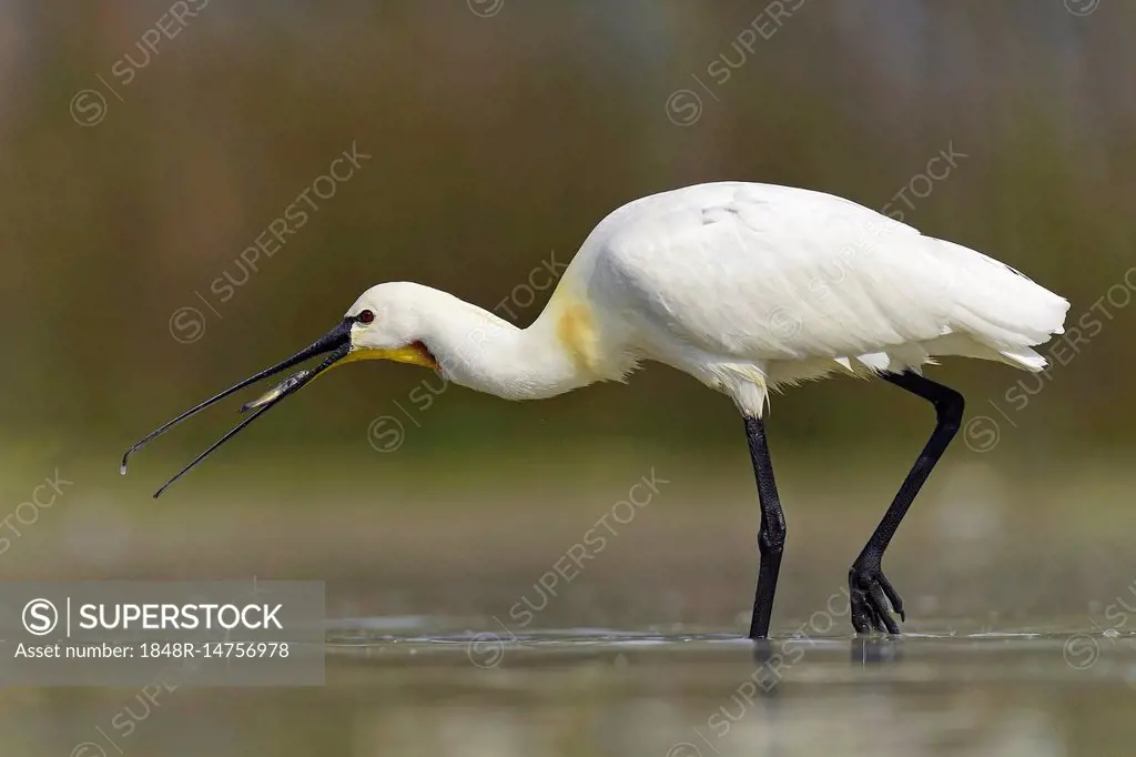 Common spoonbill (Platalea leucorodia), catches fish, stands in shallow water, National Park Kiskunsag, Hungary