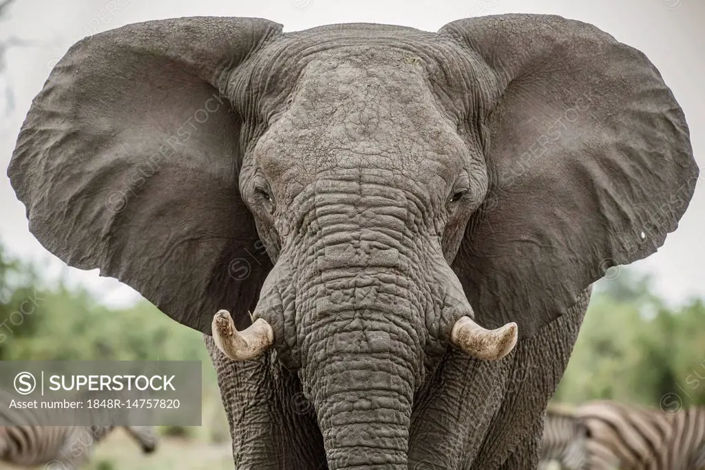 African elephant (Loxodonta africana), Portrait with extended ears, aggressive, Close Up, Marabou Pan, Savuti, Chobe National Park, Chobe District, Bo...