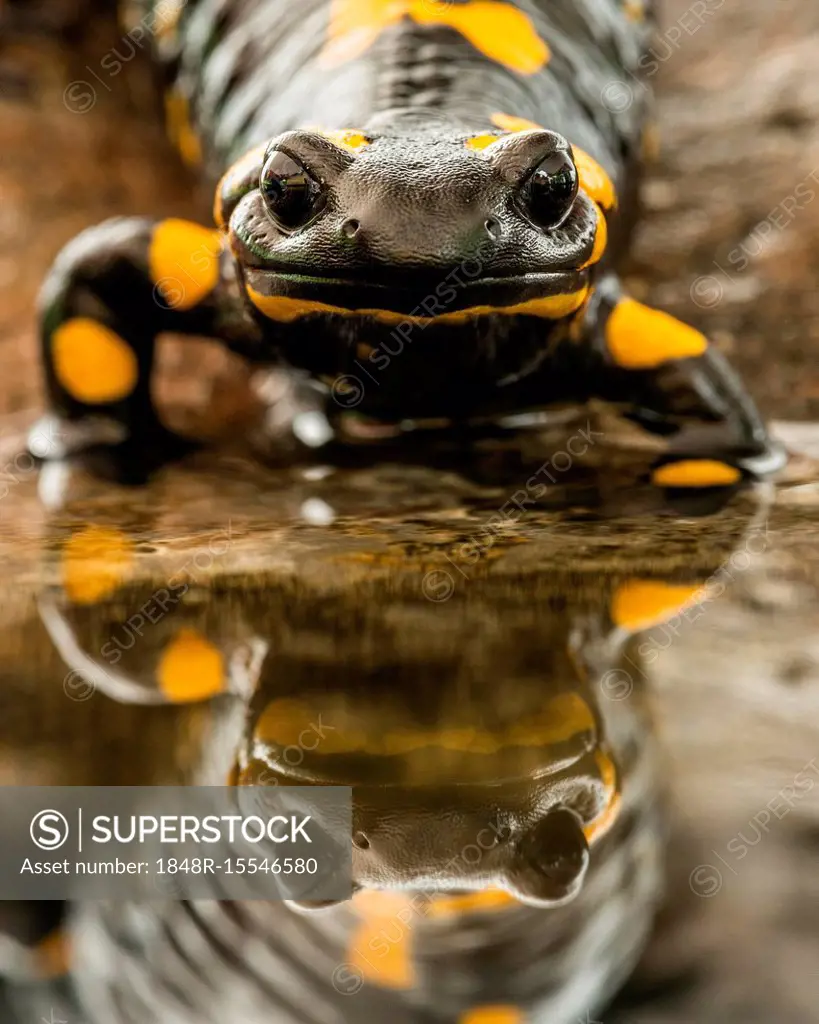 Fire salamander (Salamandra salamandra), on the water, animal portrait, water reflection, Berchtesgadener Land, Bavaria, Germany