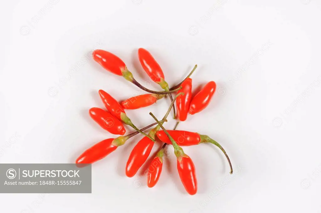 Fresh goji berries (Lycium barbarum), cutout, Germany