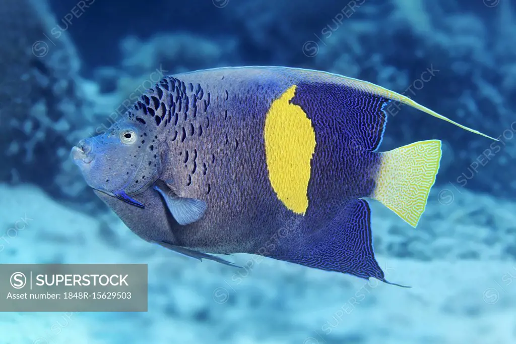 Halfmoon angelfish (Pomacanthus maculosus), Red Sea, Egypt, Africa