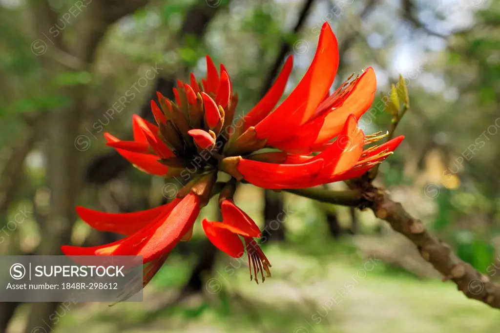 Coral Tree (Erythrina x sykesii) blossom, Busselton, Western Australia, Australia