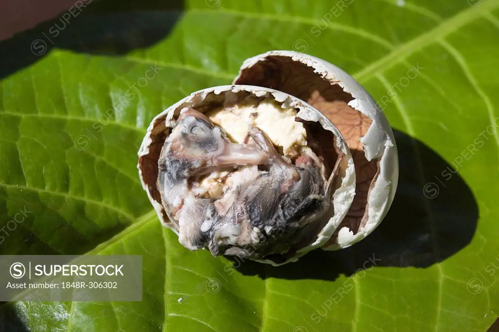 Balut ( duck's egg brood for about 17 days), delicacy on the Philippines