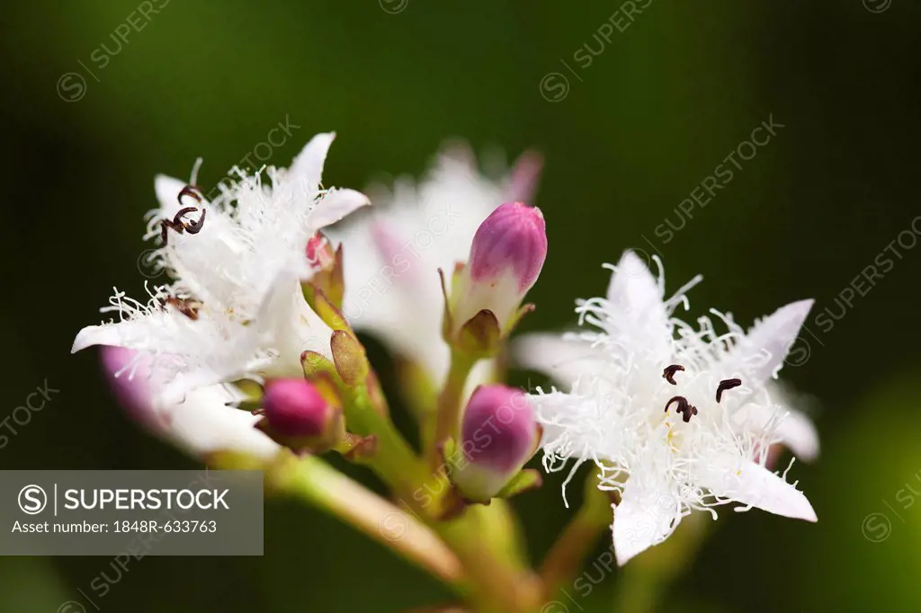 Bog-bean and Buckbean (Menyanthes trifoliata), Bavarian Forest, Bavaria, Germany, Europe