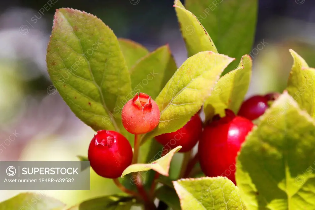 Ohelo tree or Ohelo Kau La'au (Vaccinium calycinum), Big Island, Hawaii, USA