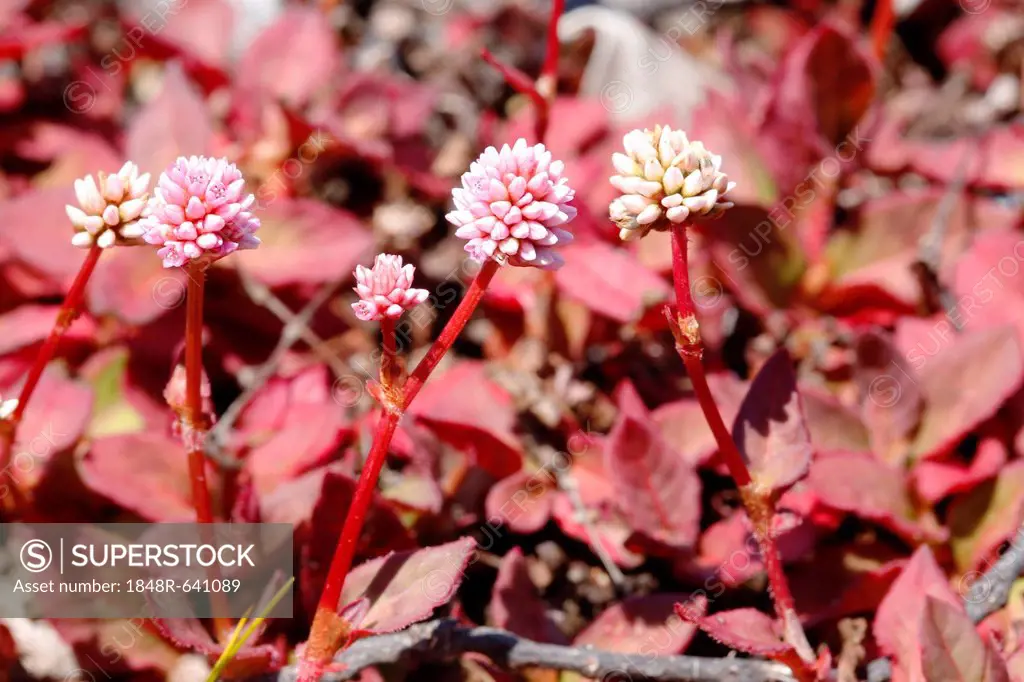 Pink Knotweed (Persicaria capitata), invasive plants in the Hawaii Volcanoes National Park, Big Island, Hawaii, USA