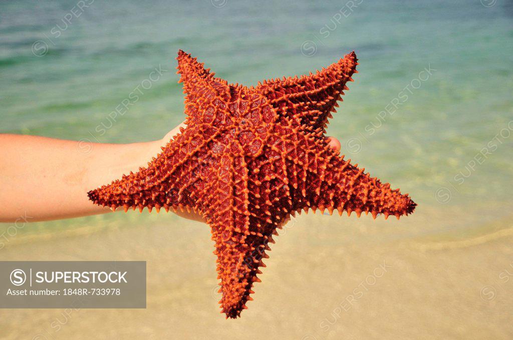 Red Cushion Sea Star (Oreaster reticulatus) - ANGARI Foundation