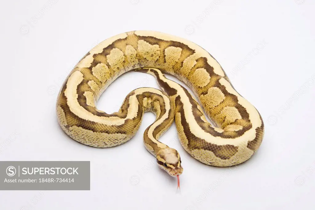 Royal Python or Ball Python - Python regius