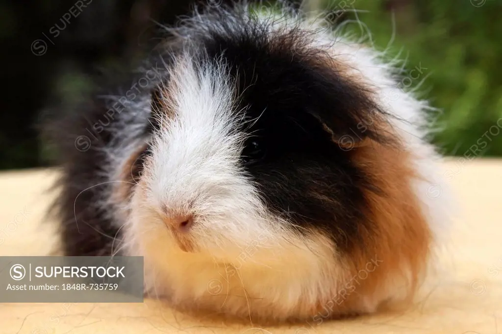 swiss teddy guinea pig