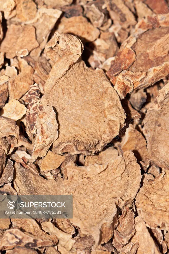 Devil's Claw (Harpagophytum procumbens), medicinal plant, cancer therapy, osteoarthritis therapy, root, dried, medicine, African