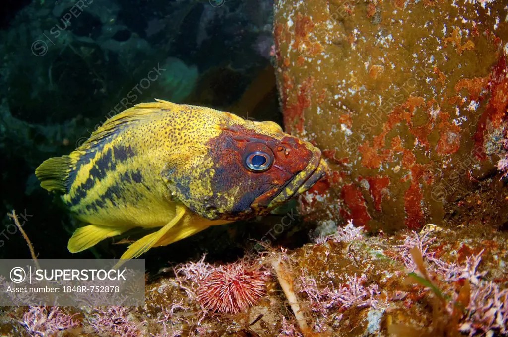 Yellow Rockfish or Three-stripe Rockfish (Sebastes trivittatus), Japan Sea, Primorsky Krai, Russian Federation, Far East