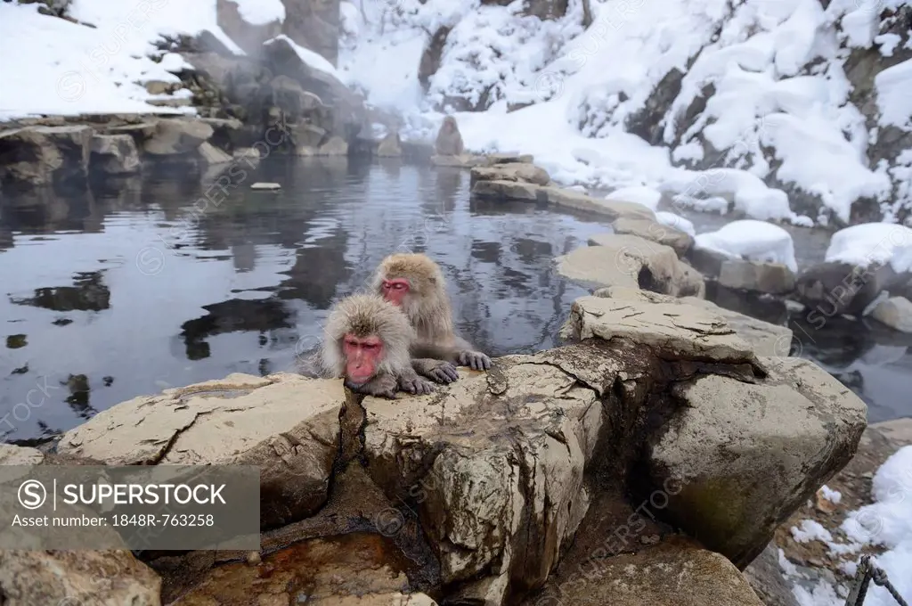 Japanese Macaques or Snow Monkeys (Macaca fuscata), taking a bath in a hot spring, Affenpark Jigokudani, Nagano Präfektur, Japan