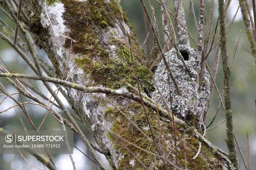 Nest of the Long-tailed Tit or Long-tailed Bushtit (Aegithalos caudatus), Allgäu, Bavaria, Germany