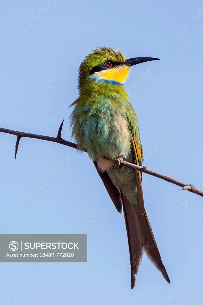 Schwalbenschwanzspint (Merops hirundineus), Otjinene, Namibia, Africa