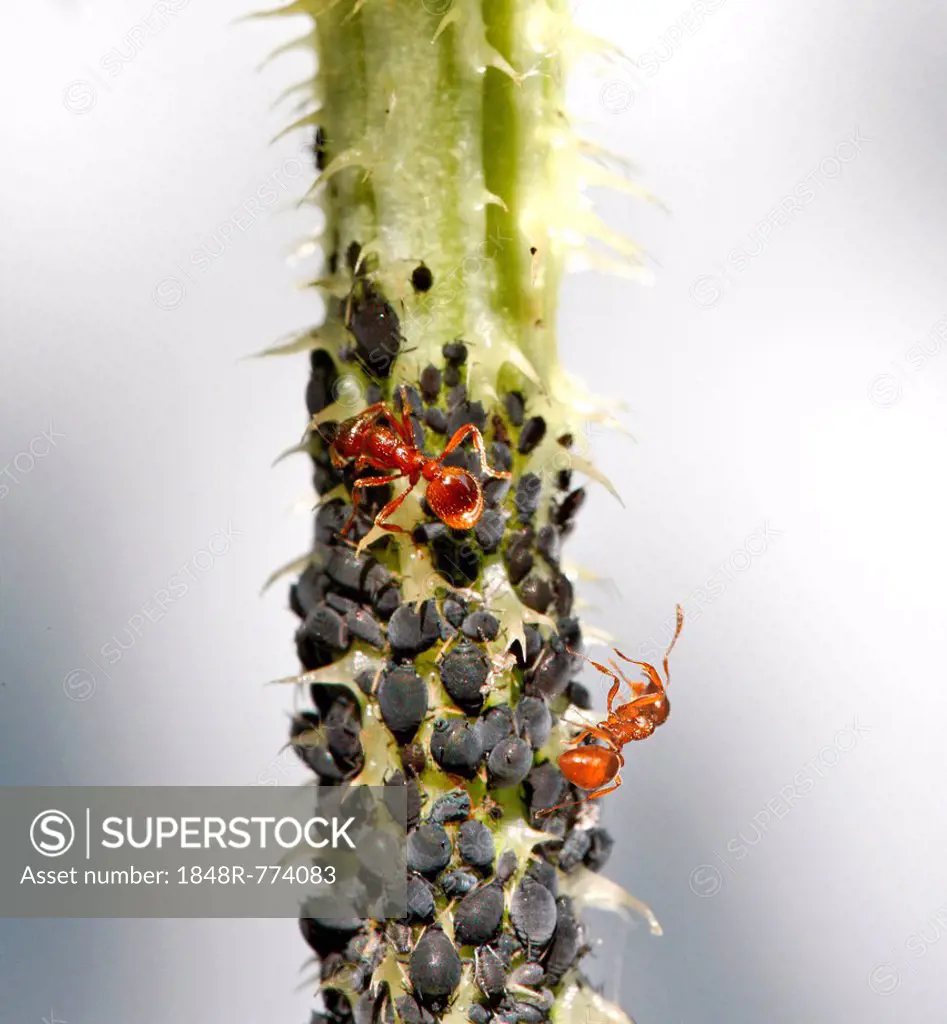 Aphids or Plant lice (Aphidoidea) on a thistle being milked by Ants (Formidicae), Munich, Upper Bavaria, Bavaria, Germany