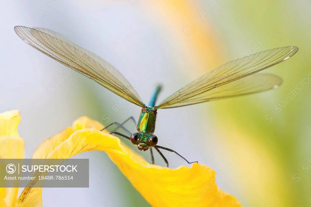 Female Banded Demoiselle (Calopteryx splendens) on an iris, North Hesse, Hesse, Germany