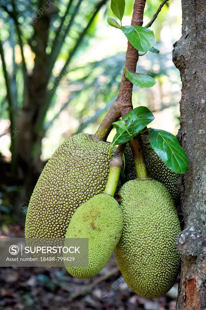 Jackfruit or Jack Tree (Artocarpus heterophyllus), fruit growing on the tree, Peermade, Kerala, India