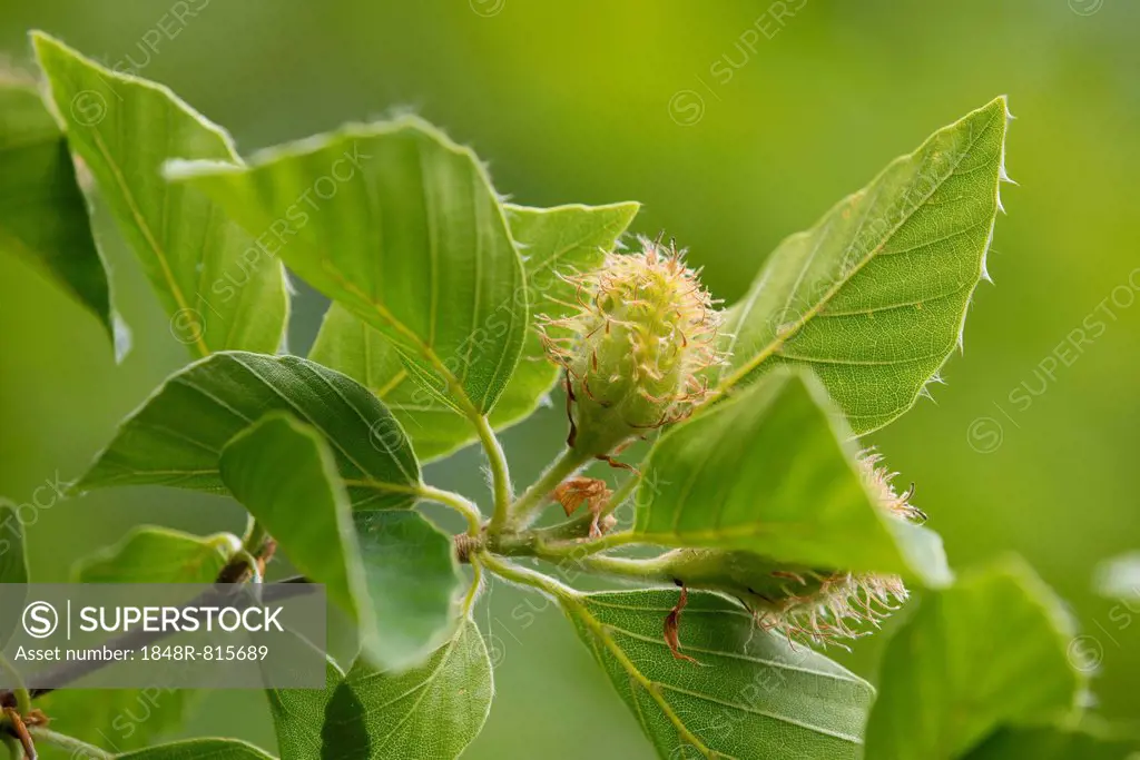 European Beech or Common Beech (Fagus sylvatica), inflorescence and leaves, Thuringia, Germany