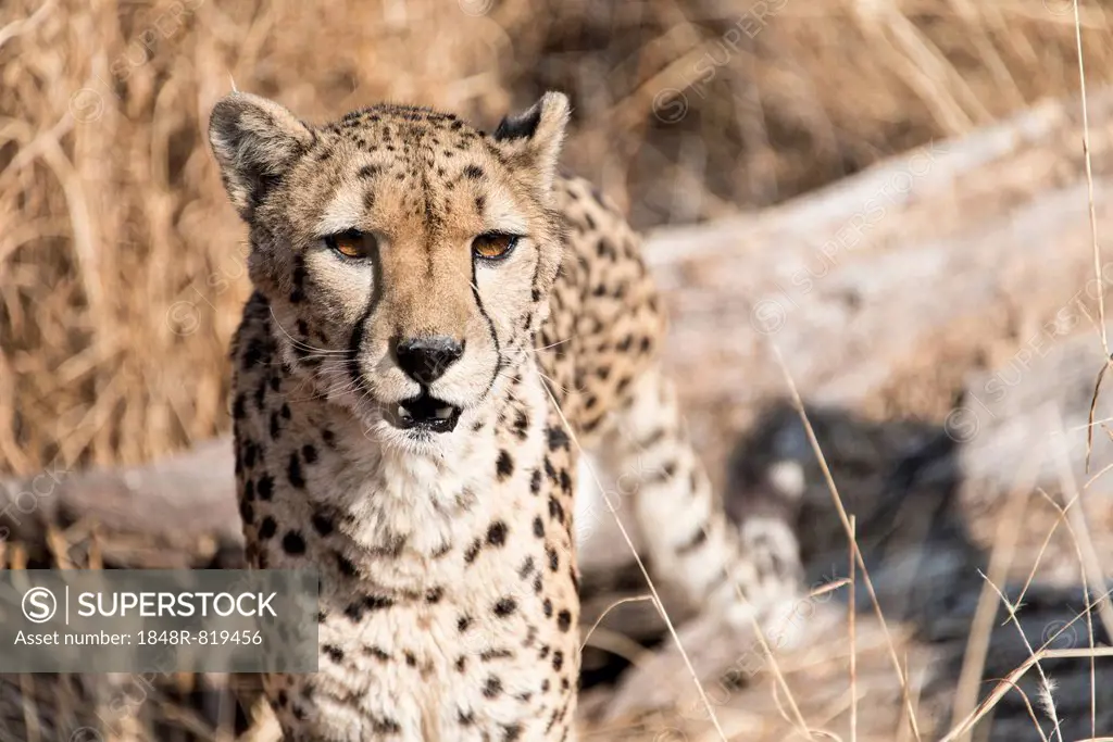 Cheetah (Acinonyx jubatus), Namibia