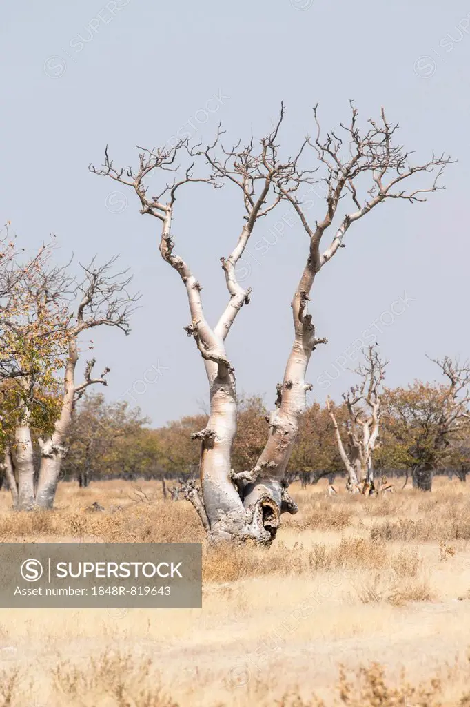 Moringa tree (Moringa ovalifolia), Fairytale Forest, Sprokieswood, Etosha National Park, Namibia