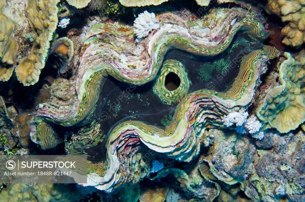 Fluted Giant Clam or Scaly Clam (Tridacna squamosa), Red Sea, Egypt